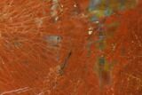 Polished, Petrified Wood (Araucarioxylon) - Arizona #165971-2